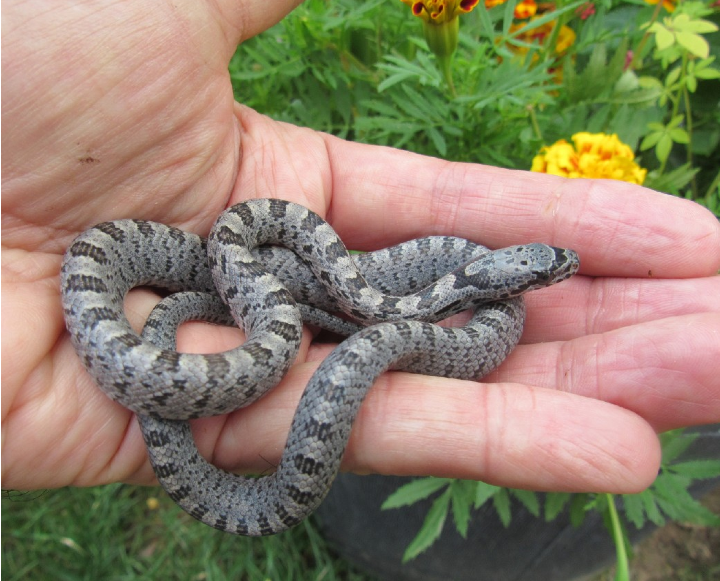 Baird's Rat Snake